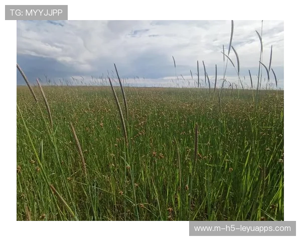 草皮农业技术推广降低维护成本提升赛事质量